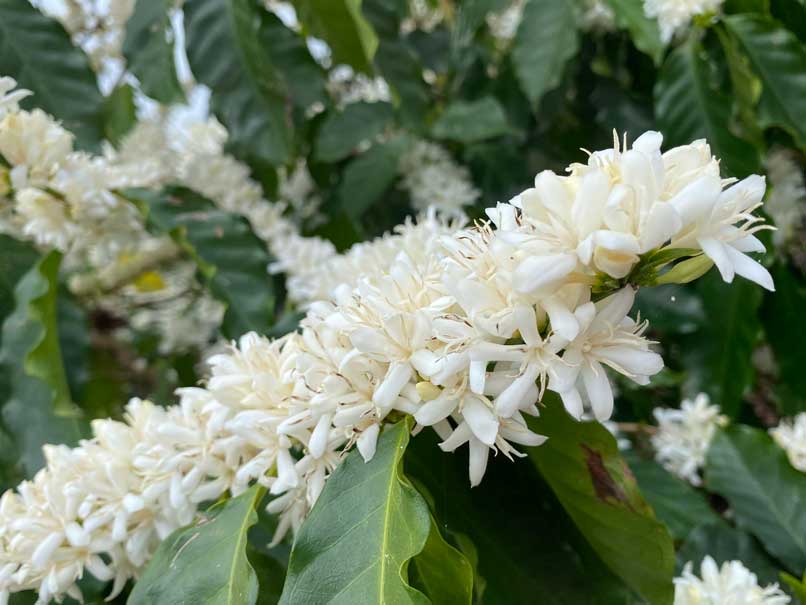 Coffee Flowering like CRAZY!