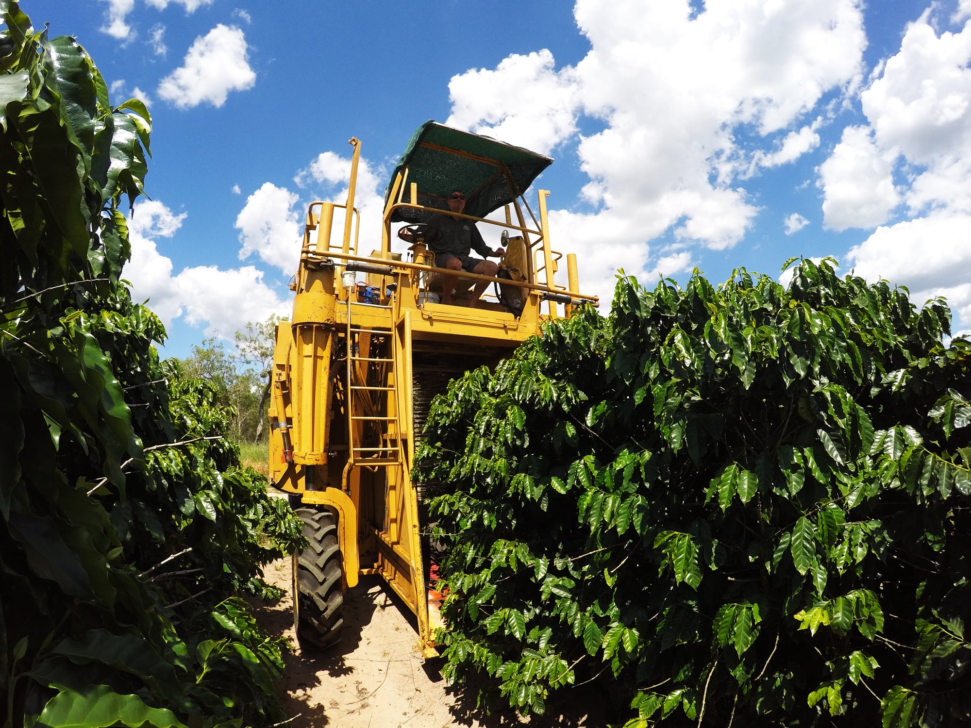 Mareeba: The Heart of Australian Coffee Country