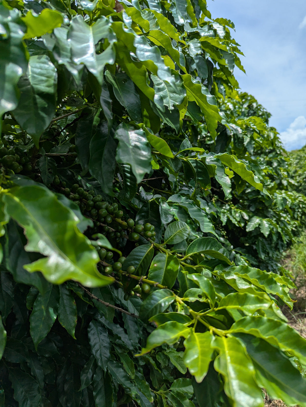 Green coffee on a healthy coffee bush