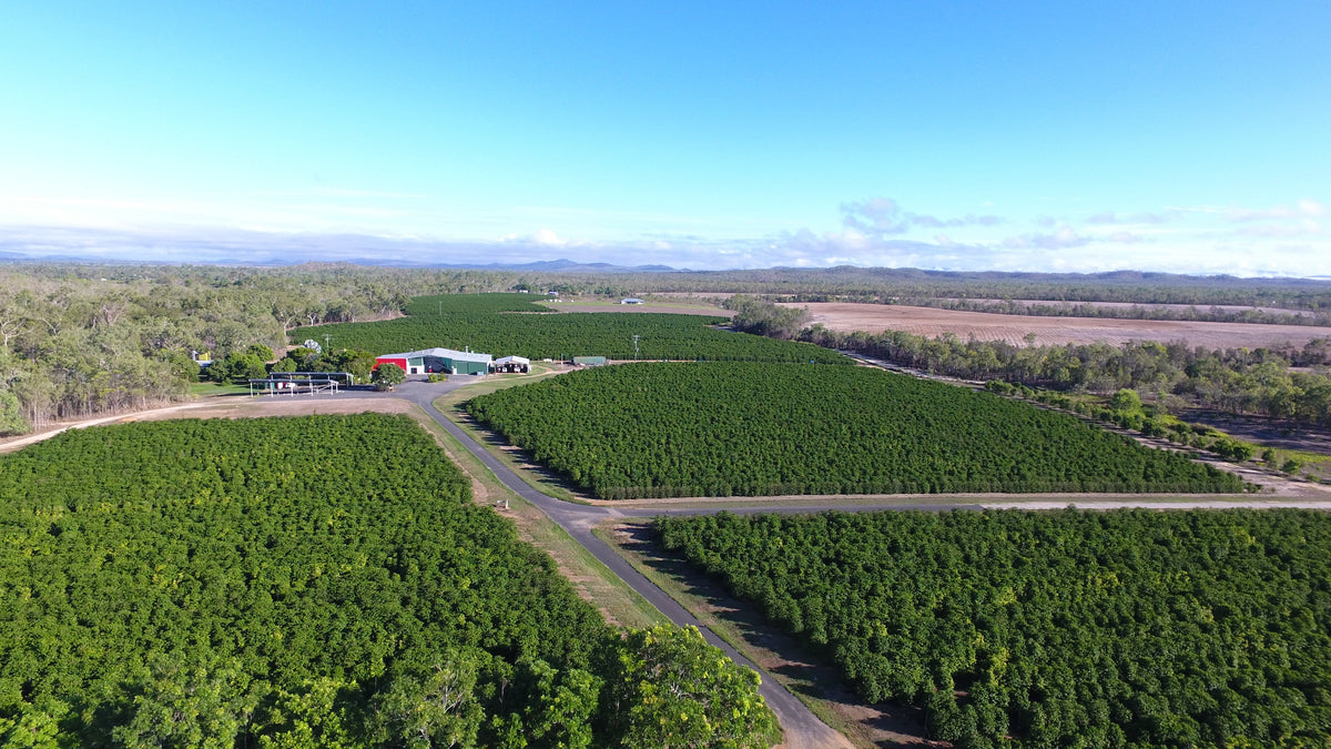 Australian Single-Origin Coffee: What It Means and Why It Matters