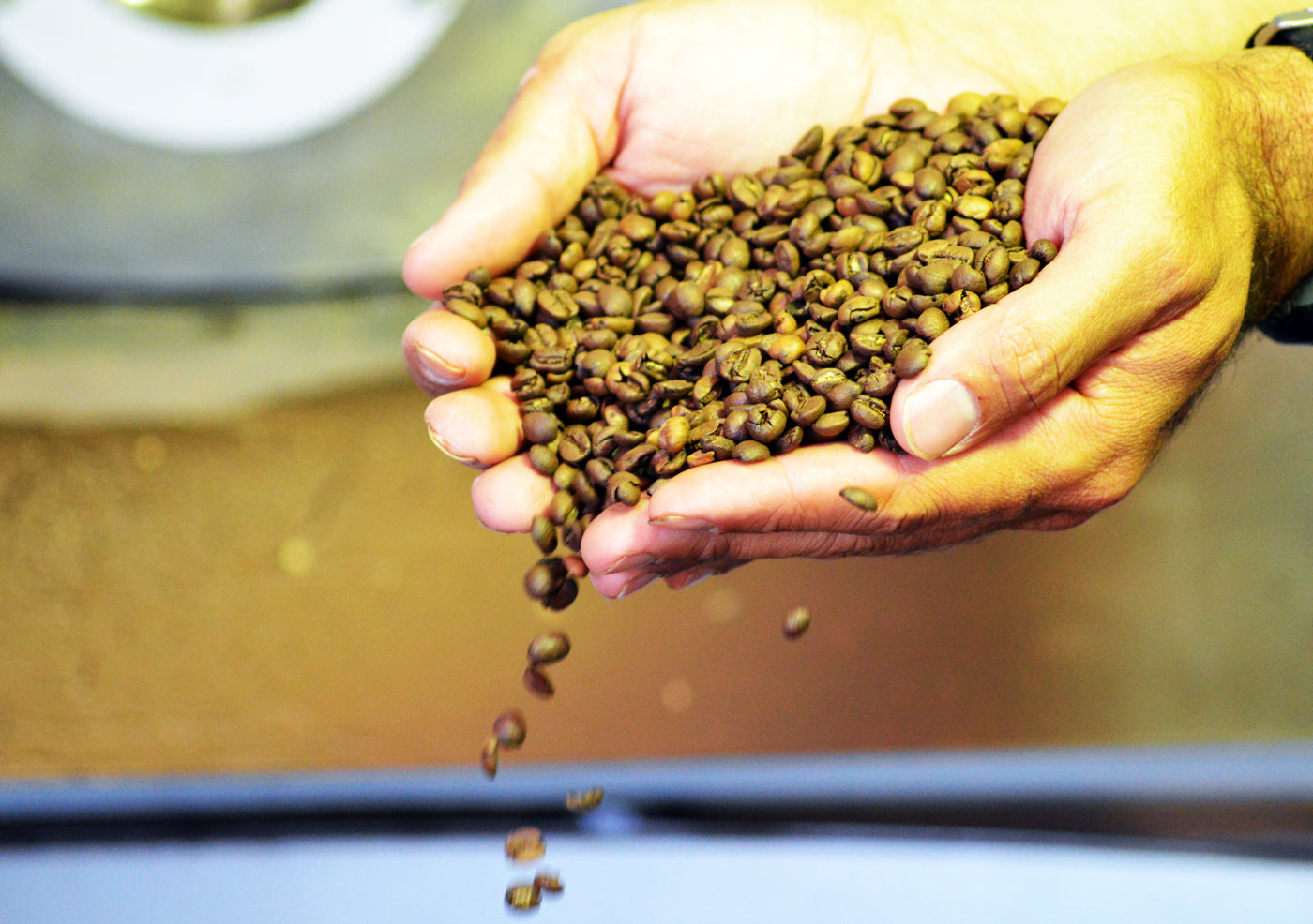 Hands holding freshly roasted Jaques coffee beans