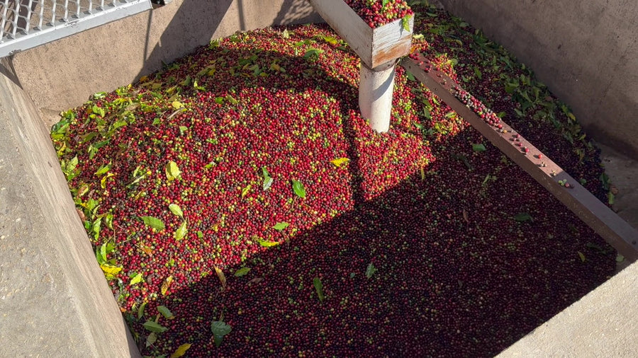 Harvested red coffee cherries collected in a processing hopper