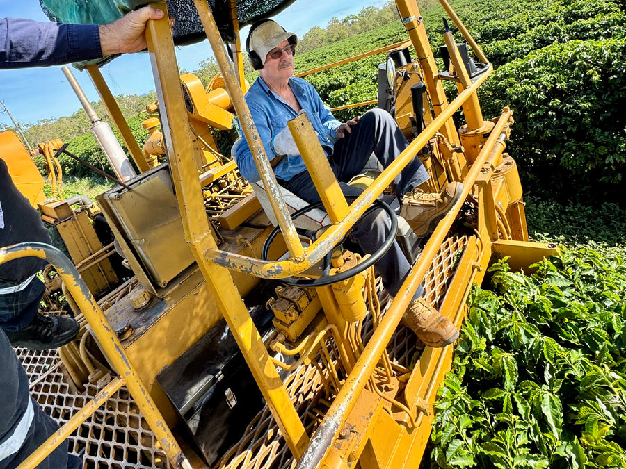 An operator drives a yellow coffee harvester through plantation rows