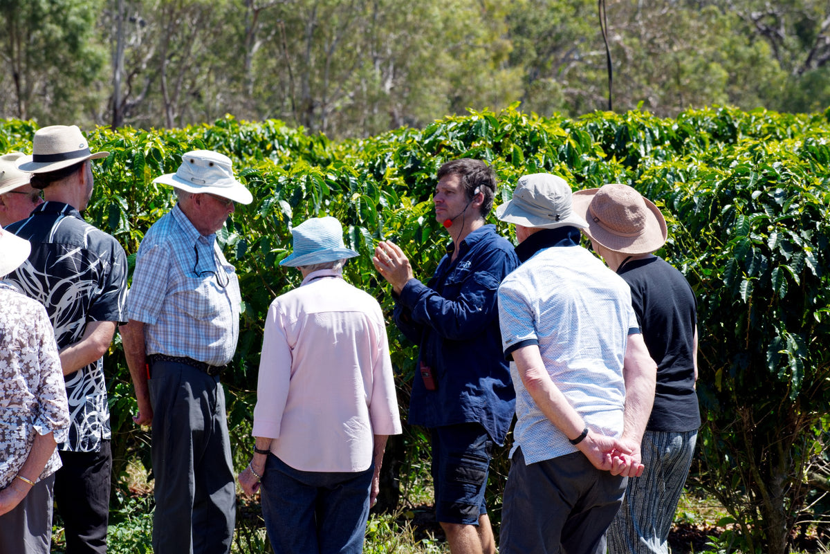 Visitors with their guide among coffee trees at Jaques Coffee Estate